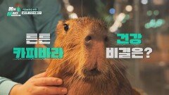 카피바라가 장수하는 이유? 몸속의 '활성산소'를 관리하라!🫧 | JTBC 260504 방송