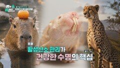동물의 건강한 수명의 핵심, 활성산소가 좌우한다! | JTBC 260504 방송