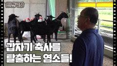 [힘을 내요 영철씨] (3/15) [인간극장/Screening Humanity] | KBS 251103 방송 