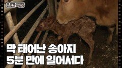 [소는 내 운명] (1/15) [인간극장/Screening Humanity] | KBS 260302 방송 