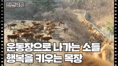 [소는 내 운명] (2/15) [인간극장/Screening Humanity] | KBS 260302 방송 