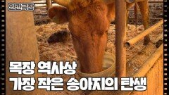 [소는 내 운명] (8/15) [인간극장/Screening Humanity] | KBS 260304 방송 