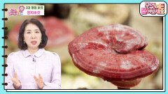 불로장생의 상징으로 꼽히는 십장생 중 하나! ‘영지버섯’의 효능 알아보기 | KBS 240418 방송