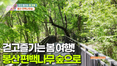 [어디로 떠나볼까?] 봉산 편백나무숲으로 걷고 즐기는 봄 여행! | KBS 260312 방송 