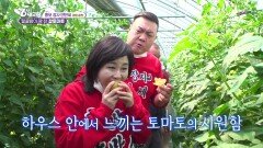 [홍보장사 만만세] 달콤함이 꽉 찬 찰토마토 | KBS 220517 방송