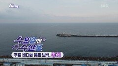 [수요일엔 수산물] 푸른 바다의 붉은 보석, 홍게 | KBS 251112 방송 