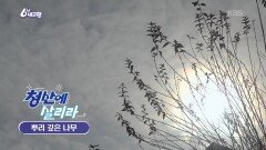 [청산에 살리라] 뿌리 깊은 나무 | KBS 251204 방송 
