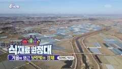 [식재료 원정대] 겨울에 영근 보랏빛의 정체 | KBS 260126 방송 
