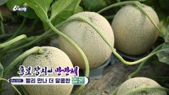 [홍보 장사 만만세] 빨리 만나 더 달콤한 멜론 | KBS 260210 방송 
