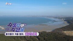 [수요일엔 수산물] 쫄깃쫄깃 겨울 별미, 대맛조개 | KBS 260211 방송 