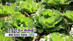 [홍보 장사 만만세] 봄에 피어난 웃음꽃, 봄동 | KBS 260310 방송 