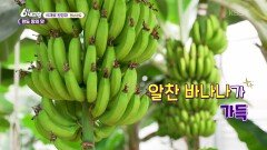 [식재료 원정대] 완도 땅의 맛 - 전남 완도 | KBS 260312 방송 