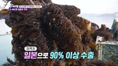 [도시상륙 직거래 장터] 세계인이 사랑하는 완도 K-해조류 - 전남 완도 | KBS 260504 방송 