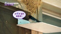 [추억 복원소] 제비가 물고 온 추억 - 충북 제천 | KBS 260616 방송 