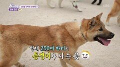 [고향을 부탁해 오!만보기] K-도그를 꿈꾸는 경주 동경이 - 경북 경주 | KBS 260617 방송 