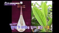 [홍보장사 만만세] 비타민으로 파워 충전! 비파 - 전남 완도 | KBS 260623 방송 