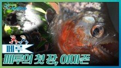 페루의 첫 장, 아마존 | KBS 260117 방송 