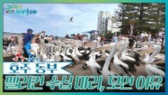 펠리컨 수십 마리, 바닷가에 모인 이유 | KBS 260214 방송 