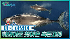 눈을 뗄 수 없는 거대한 몸짓! 하와이로 찾아온 혹등고래 | KBS 260207 방송 