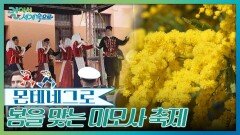 봄을 맞이하는 헤르체그노비 미모사 축제 | KBS 260411 방송 