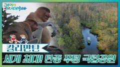 세계 최대 규모! 야생 오랑우탄을 만날 수 있는 ‘탄중 푸팅 국립공원’ | KBS 260418 방송 