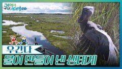 물이 만들어 낸 생태계, 마밤바 습지 | KBS 260509 방송 