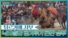 낙타들의 힘겨루기 한판 승부, 낙타 레슬링대회 | KBS 260523 방송 