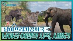 남아프리카공화국 여행의 시작, 사파리 | KBS 260704 방송 