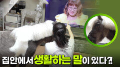 집안에서 생활하는 말이 있다?! | KBS 251124 방송 