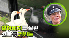 할아버지를 살린 신호등 거위들 | KBS 260525 방송 