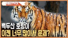 범 내려온다 / 스파이 급증 | KBS 220108 방송