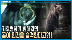 일본, 야생 곰 공포 | KBS 231111 방송