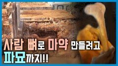 마약에 취한 시에라리온 | KBS 240413 방송