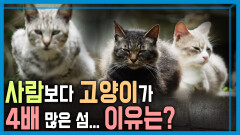 일본, 반려동물의 역습 | KBS 240713 방송