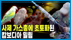 캄보디아 밀렵 현장, 표적이 된 야생동물들 | KBS 260221 방송 