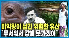 안락사 위기 내몰린 콜롬비아 마약왕 하마 | KBS 260509 방송 