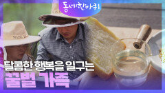 달콤한 행복을 일구는 꿀벌 가족 | KBS 240629 방송