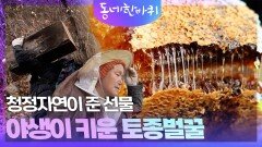 청정자연이 준 선물, 야생이 키운 토종벌꿀 | KBS 260117 방송 