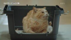 병원생활을 마치고 호두마을로 돌아온 고양이 호두의 작은 입학식 | KBS 240523 방송