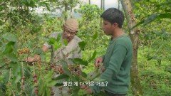 이상기후로 줄어들고 있는 과테말라 원두의 생산량 | KBS 241219 방송