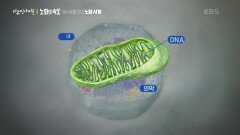 DNA로 알아보는 당신의 노화 시계, 몇 시입니까? | KBS 250417 방송 