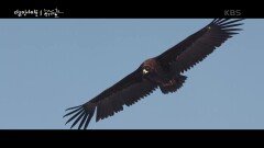 ＂독수리는 해치지 않는다＂ ‘자연 청소부’ 독수리 | KBS 250327 방송 