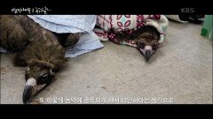 송전탑·전깃줄·농약... 인간이 만든 ‘덫’에 추락하는 독수리들 | KBS 250327 방송 