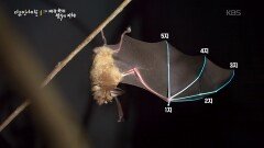 폐금광의 미로 덕에 살아남은 황금박쥐(붉은박쥐) | KBS 251211 방송 
