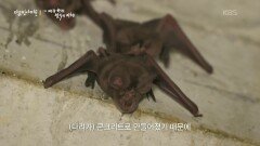 한국에서 가장 빠른 박쥐가 날면서 물마시는 장면을 초고속 촬영으로 최초 성공 | KBS 251211 방송 