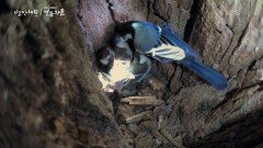 채석장 인공 연못의 부들이 기적을 부르다. | KBS 251211 방송 