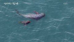 상괭이가 태어나는 바다 | KBS 251218 방송 