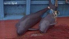 베일을 벗은 상괭이의 생태 | KBS 251218 방송 