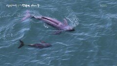우리는 바다의 숨에 기대어 산다 | KBS 251218 방송 