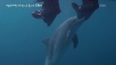 마을에 온 돌고래 안목이 | KBS 260319 방송 
